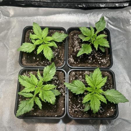 Amnesia Auto