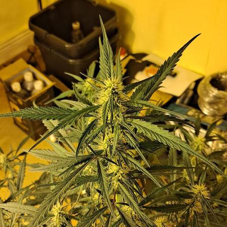 Strawberry Gorilla