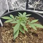 Strawberry Gorilla