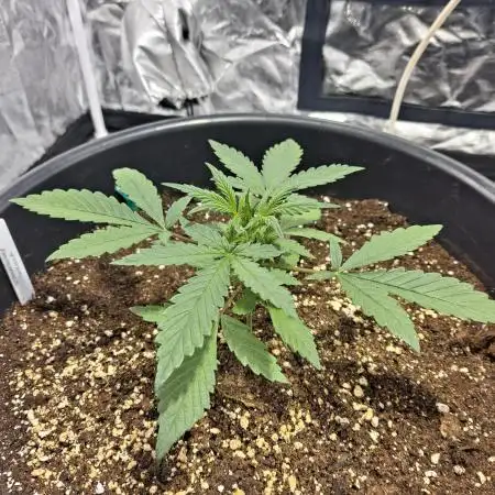 Strawberry Gorilla