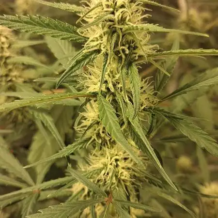 Strawberry Gorilla