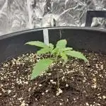 Strawberry Gorilla