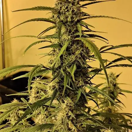 Strawberry Gorilla