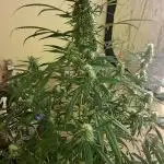 Strawberry Gorilla