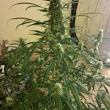 Strawberry Gorilla