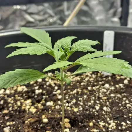 Strawberry Gorilla