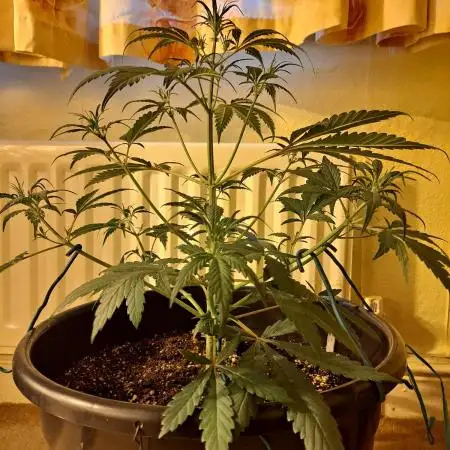 Strawberry Gorilla