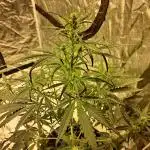 Strawberry Gorilla