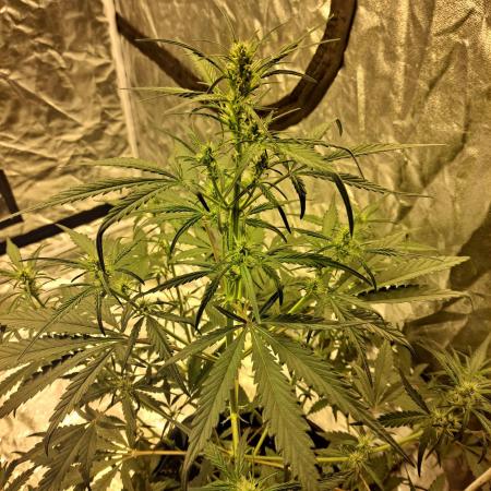 Strawberry Gorilla