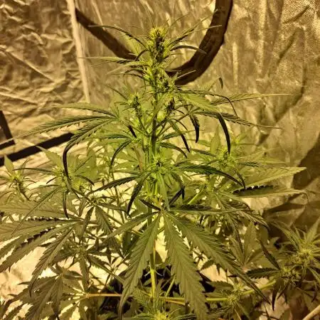 Strawberry Gorilla