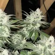 Banana Purple Punch RF3
