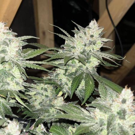 Banana Purple Punch RF3
