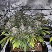Banana Purple Punch RF3