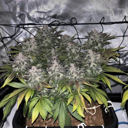 Banana Purple Punch RF3