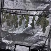 Banana Purple Punch RF3