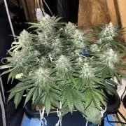 Banana Purple Punch RF3