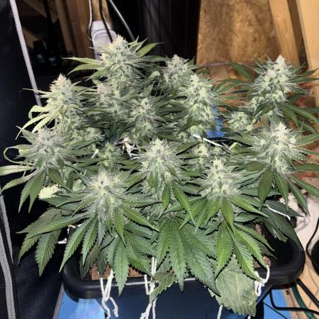 Banana Purple Punch RF3
