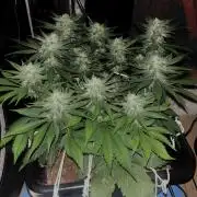 Nuggetz BPP RF3 🍌