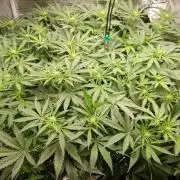 First DWC - BCN Critical XXL Fast