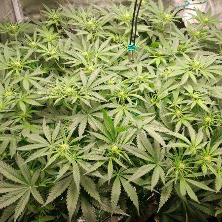 First DWC - BCN Critical XXL Fast