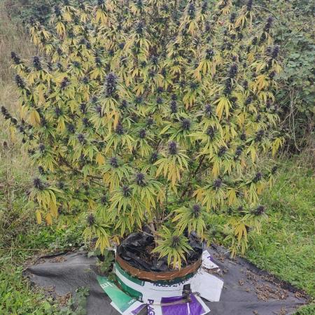 OUTDOOR/GUERILLA UK HUMBOLDT SEED