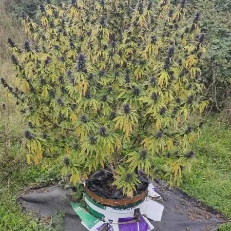 OUTDOOR/GUERILLA UK HUMBOLDT SEED