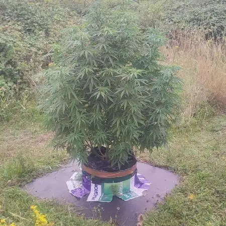 OUTDOOR/GUERILLA UK HUMBOLDT SEED