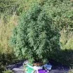 OUTDOOR/GUERILLA UK HUMBOLDT SEED