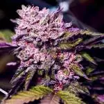 Gelato by Nirvana- 5 Gal Hempy