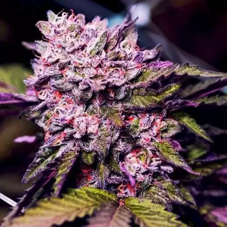 Gelato by Nirvana- 5 Gal Hempy