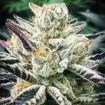 Pheno Huntin - Chocolate Malawi