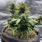 FastBuds Run 1