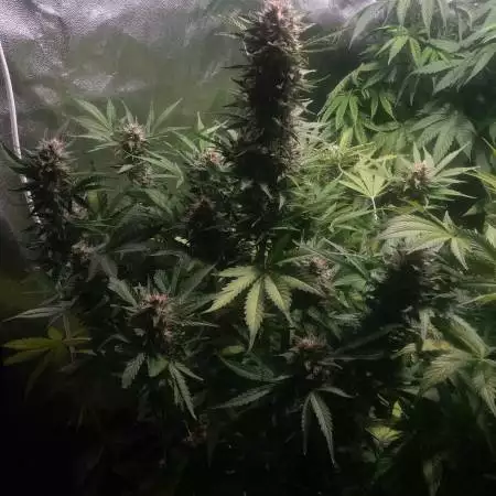 Blue kush auto - dinafem seeds