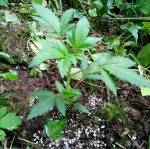 UK Guerilla Grow
