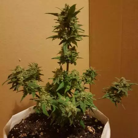 Sweet Seeds Fast Bud Auto 