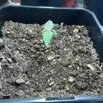 Gorilla Glue & OG Kush - First Grow