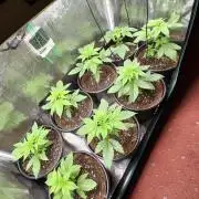 Skunk#1 &  Shiva Skunk