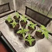 Skunk#1 &  Shiva Skunk