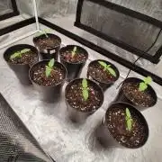 Skunk#1 &  Shiva Skunk