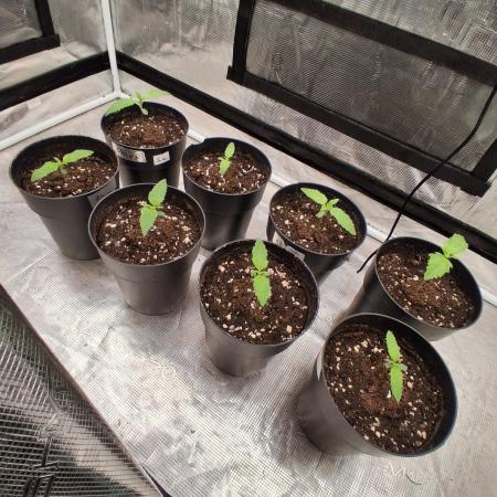 Skunk#1 &  Shiva Skunk