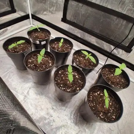 Skunk#1 &  Shiva Skunk