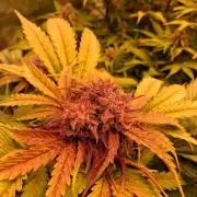 Auto Mac#1 & Auto oh my gushers