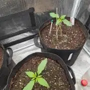 Auto Mac#1 & Auto oh my gushers