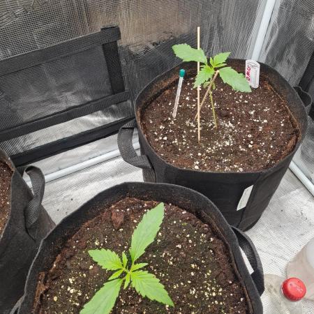 Auto Mac#1 & Auto oh my gushers