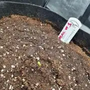 Auto Mac#1 & Auto oh my gushers