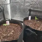 Auto Mac#1 & Auto oh my gushers