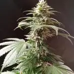 Dance of eternity- ETERNITY GROW CUP by PLAGON & ZAMNESIA