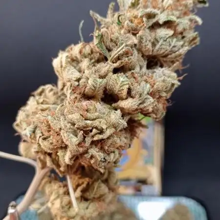 San Fernando lemon kush growz testz
