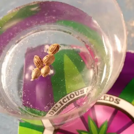 Las desconocidas - unknown kush