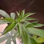 Unos helados ??? Ice cream haze